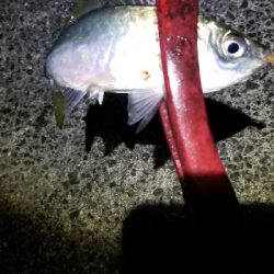 サバから逃げろ重量級ジグヘッド大活躍。尺1