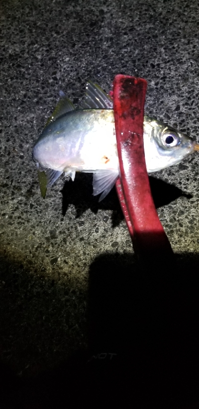 サバから逃げろ重量級ジグヘッド大活躍。尺1