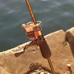 アジング　あれ？小さくなった？