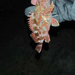 今年お初の釣り