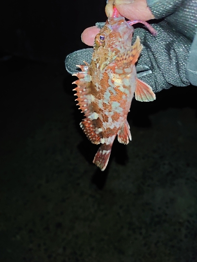 今年お初の釣り