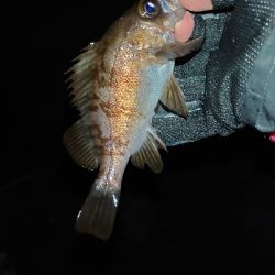 釣れても釣れなくてもプラグ縛り!