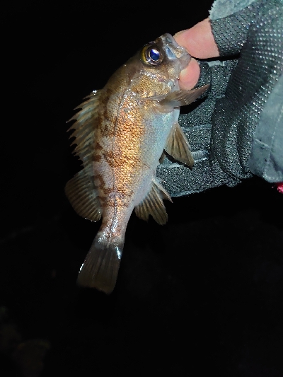 釣れても釣れなくてもプラグ縛り！