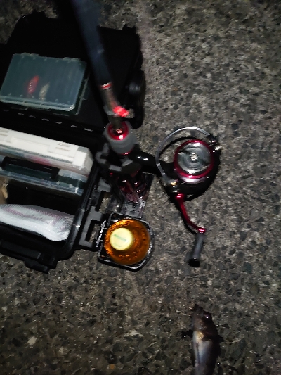 なかなかの風の中でのメバルプラッキング