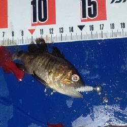 今年初の尺アジ