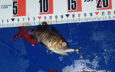 今年初の尺アジ