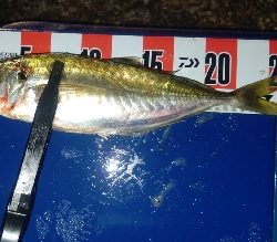 数釣りアジング！尺アジも❤️