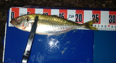 数釣りアジング！尺アジも❤️