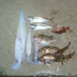 ﾒﾊﾞﾘﾝｸﾞの筈がﾊﾟﾗｿﾙ槍