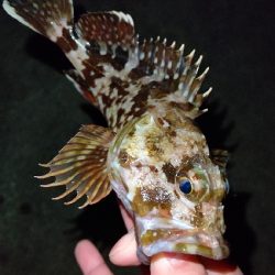 釣り初めアジング