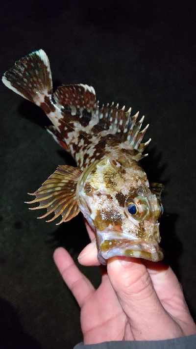 釣り初めアジング