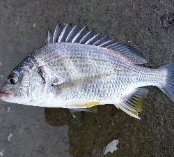 気温が高いと釣れる