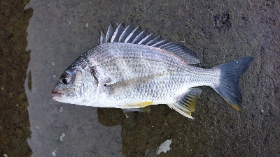 気温が高いと釣れる