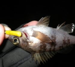 お散歩メバリング