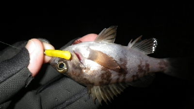 お散歩メバリング