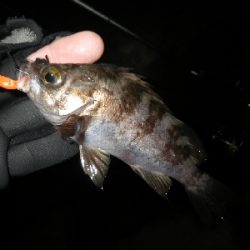 野暮用にて、少しだけ