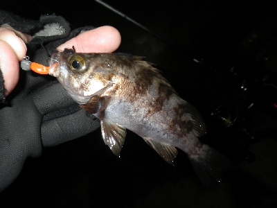 野暮用にて、少しだけ