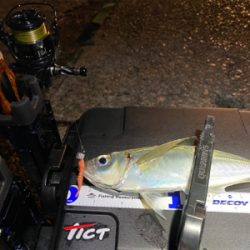 1月2日からアジング