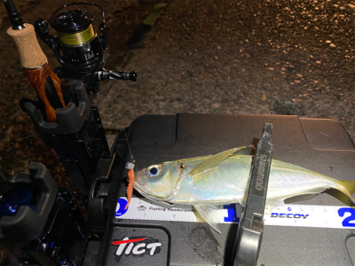 1月2日からアジング