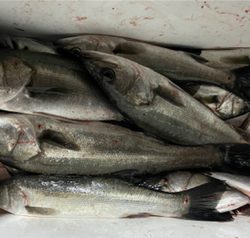 初釣りボートシーバス2021