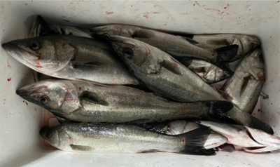 初釣りボートシーバス2021