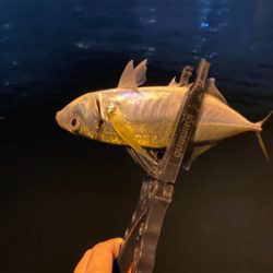 尺アジを沢山見た日　横で釣られた日