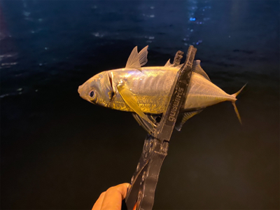 尺アジを沢山見た日　横で釣られた日