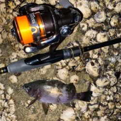 急遽の淡路遠征