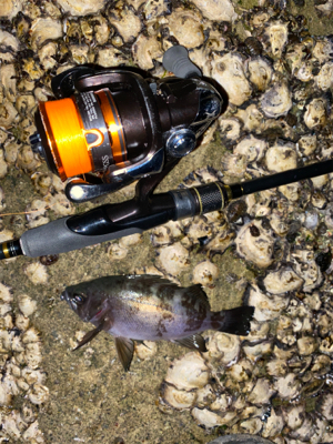 急遽の淡路遠征