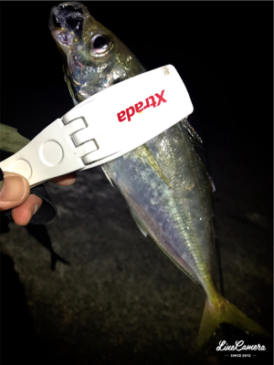 初釣りメバリング