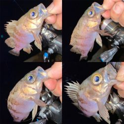 アジング楽しい