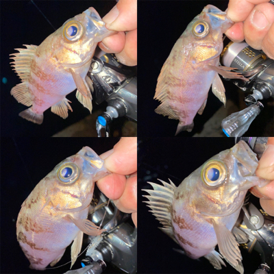 アジング楽しい