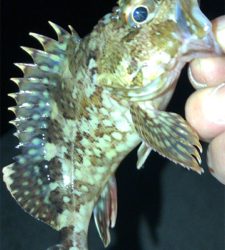 アジングナイト(初釣り成功)