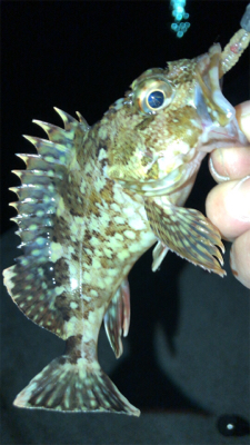 アジングナイト(初釣り成功)