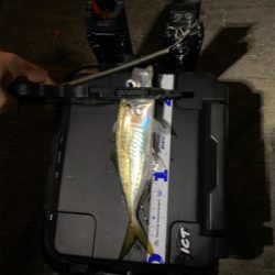 短時間アジング　本番