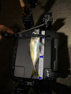 短時間アジング　本番