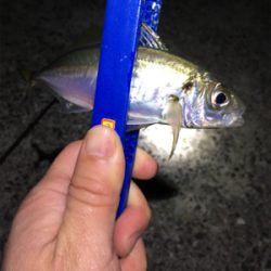 ナイトゲームメバリング