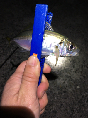 ナイトゲームメバリング