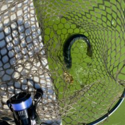 出勤前にサクッと管釣り