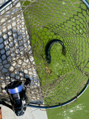 出勤前にサクッと管釣り