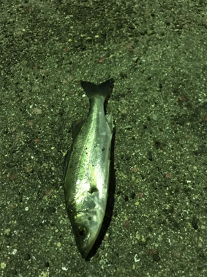 新年極寒ライトゲーム