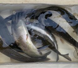 北方マス釣り場