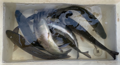 北方マス釣り場