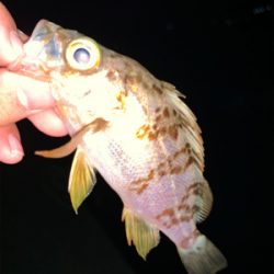 ちまちま根魚釣り