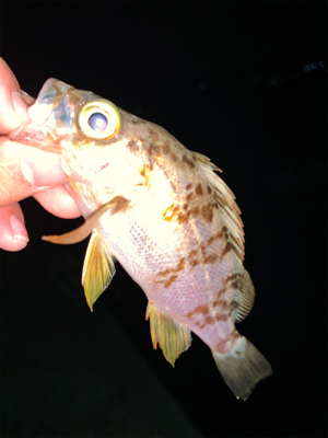 ちまちま根魚釣り