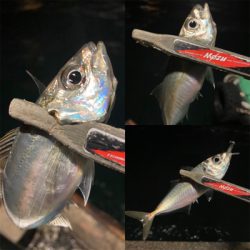 極寒・爆風アジング