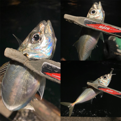 極寒・爆風アジング