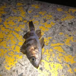 サイズが出ない。