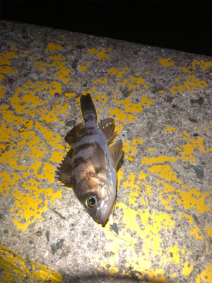 サイズが出ない。