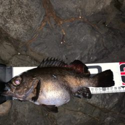 フロートメバリング壱ノ型